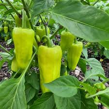 capsicum ದೊಣ್ಣೆ ಮೆಣಸಿನ ಕಾಯಿ 